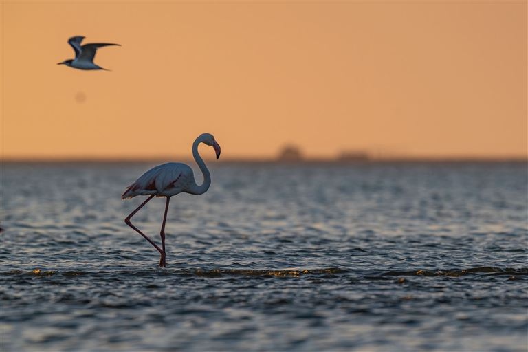 Namibia - Atlantik, Dünen und wilde Tiere ©Sebastien Barrio /adobestock